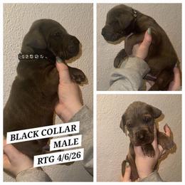 Black collar - Blue male Great Dane puppy in Doylestown, Ohio from Dana's Danes