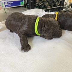 Boykin Spaniel Puppies from Sunstar Kennel