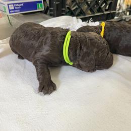 Boykin Spaniel Puppies from Sunstar Kennel