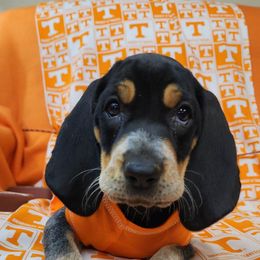 Bluetick Coonhound and Labrador Retriever Puppies from Five Oaks Retreat