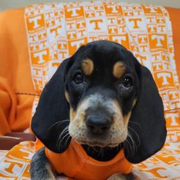 Bluetick Coonhound and Labrador Retriever Puppies from Five Oaks Retreat