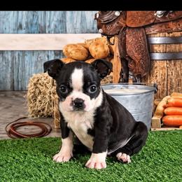 Benny - Brindle and white male Boston Terrier puppy in Olanta, South Carolina from Julie's IHeart Boston Terrier's