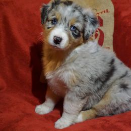 Australian Shepherd Puppies from Pole Canyon Australian Shepherds