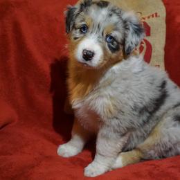 Australian Shepherd Puppies from Pole Canyon Australian Shepherds
