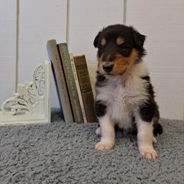 Collie Puppies from Arabella Collies