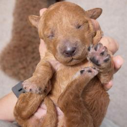 Amy - Apricot female Goldendoodle puppy in Cocoa, Florida from The Coastal Homestead