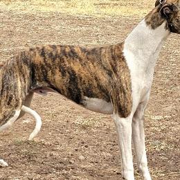 RICOCHET - Whippet