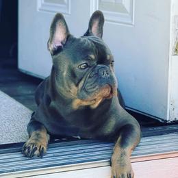 Benji - French Bulldog