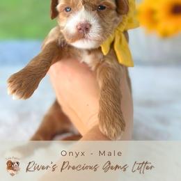 Onyx - Apricot male Goldendoodle puppy in Atlanta, Georgia from Teddy Puppies