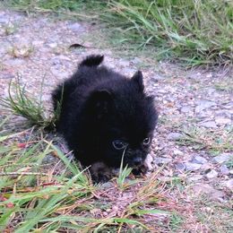 Bean - Black and tan female Pomeranian puppy in Mississippi from Chainbreakerkennels