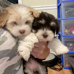 Havanese Puppies from Coco’s Puppies
