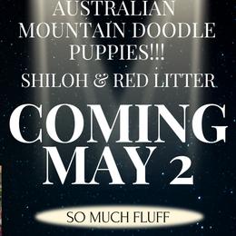 Assorted Doodle Crosses, Australian Shepherds, and Miniature Australian Shepherds from True Heart Aussies