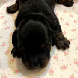 MAVIS - Black and tan female Dachshund puppy in Elizabethtown, Kentucky from Teeny Tiny Puppy Tails