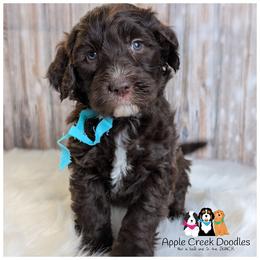 Della - - Chocolate female Goldendoodle puppy in Jeddo, Michigan from Apple Creek Doodles