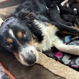 Maggie - Miniature Australian Shepherd