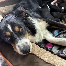 Maggie - Miniature Australian Shepherd