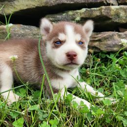 Girl 4 - Red and white female Siberian Husky puppy in Jonesboro, Arkansas from L & A Animal House Siberian Huskies