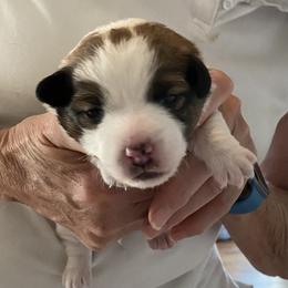 Golden Retriever and Jack Russell Terrier Puppies from Shelby Burleson's Golden Retrievers and Jack Russell Terriers