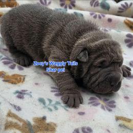 Sheldon - Blue male Chinese Shar-Pei puppy in Minden, Louisiana from Zoey's Waggly Tails