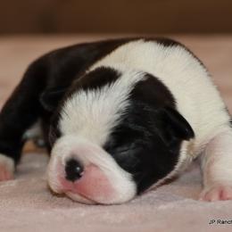 Chloe - Black brindle and white female Boston Terrier puppy in Winnsboro, Texas from JP Ranch Bulldogs