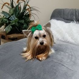 Layla - Yorkshire Terrier