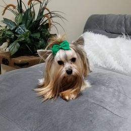 Layla - Yorkshire Terrier