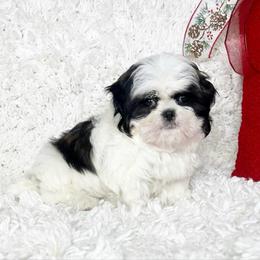 AKC Little Bonnie - Tricolor female Shih Tzu puppy in Greenville, South Carolina from Babyface Shih Tzu