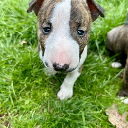 Bull Terrier Puppies from Lynn Hill Bull Terriers