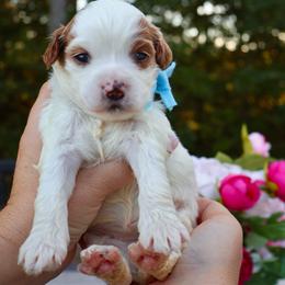 Goldie - baby blue - Parti female Goldendoodle puppy in Ruthorfordton, North Carolina from Duncan Doodles Goldendoodles