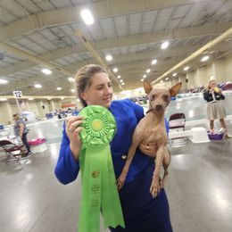 American Hairless Terrier and Pembroke Welsh Corgi All Grown Up from Flipside