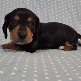 Hansen 2k plus fee CKC - Black and tan male Dachshund puppy in Cowen, West Virginia from Bennett Babies