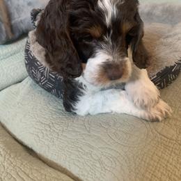 Cockapoo and Mastiff Puppies from MuddyBootsDoodles