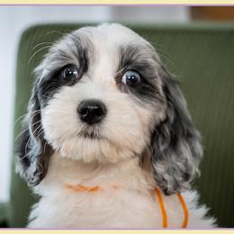 Bevo - Merle female Cockapoo puppy in Connersville, Indiana from Deaz Doodle Ranch