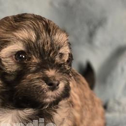 Havanese from Sandia
