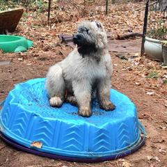 Bouvier des Flandres Puppies from Abken Bouviers