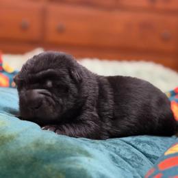 Pepper - Black male Chinese Shar-Pei puppy in Lenoir, North Carolina from Peitato Chips