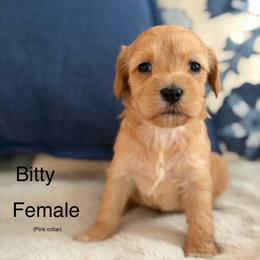 Bitty - Cream female Australian Labradoodle puppy in Londonderry, New Hampshire from Granite State Labradoodles