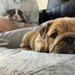 Bulldog and French Bulldog Puppies from Blues City Bulldogs