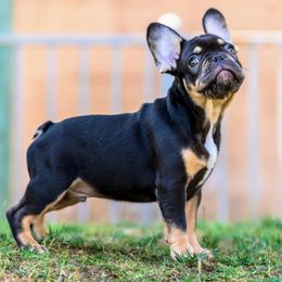 French Bulldog Puppies from Cloud 9 French Bulldogs