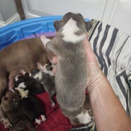 Boy 1 - Lilac male Boston Terrier puppy in Sulphur Springs, Texas from B&B Bostons