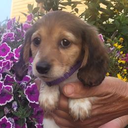 Sage - Cream female Dachshund puppy in Goshen, Indiana from Knollbrook Farm