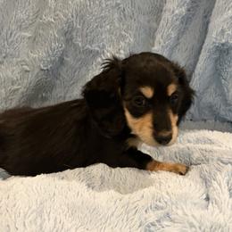 Marilda - Black and cream female Dachshund puppy in Statesville, North Carolina from Lakeside Dachshunds