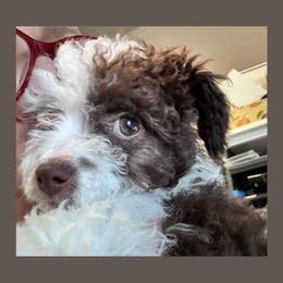 Norma - Brown and white female Aussiedoodle puppy in Post Falls, Idaho from North Idaho Miniature Aussiedoodles