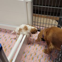 Zoey - Blenheim Cavalier King Charles Spaniel puppy in West Valley, Utah from Criddle Mountain Cavaliers