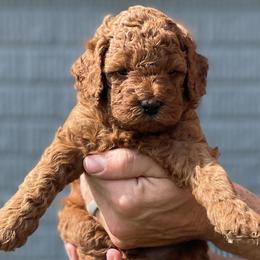 Cavapoo puppies from The Doodle Den
