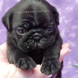 Pug Puppies from Companion Pups