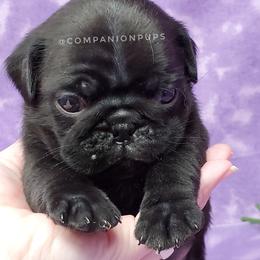 Pug Puppies from Companion Pups