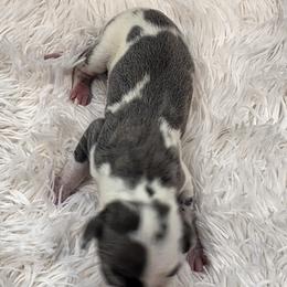 David (Ruffin) - Harlequin male Great Dane puppy in Colorado Springs, Colorado from Pilot Danes