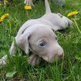 Pointers and Weimaraners from Silvershot Weimaraners and Pointers