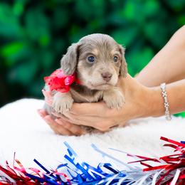 Linguina - Fawn (isabella) and tan female Dachshund puppy in Fort Myers, Florida from Blossom Paws